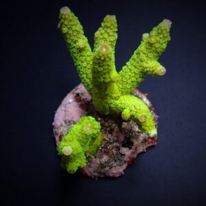 Acropora papillare L