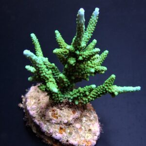 Acropora parilis M