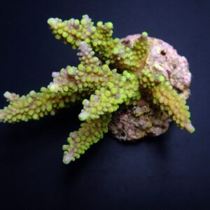 Acropora secale M