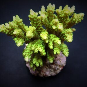 Acropora selago S