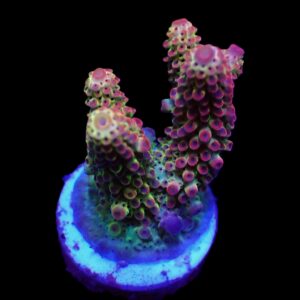 Acropora spp. (Ultra) (frag)