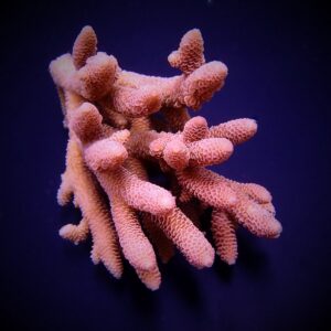 Acropora spathulata XXL