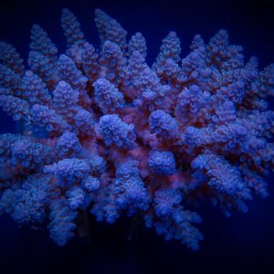 Acropora spp. (Blue) XL