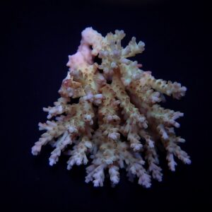 Acropora spp. (Coral Sea) XXL
