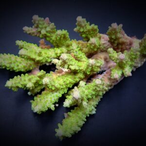 Acropora spp. (Green) S