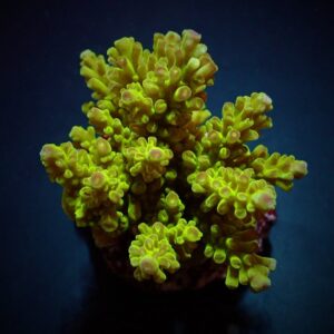 Acropora spp. (Maricultured) (Premium) S