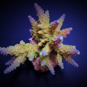 Acropora valida L