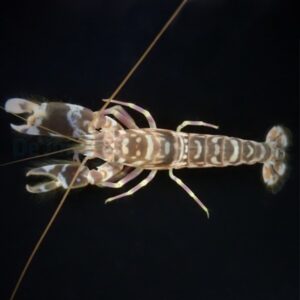 Alpheus bellulus