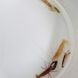 Alpheus spp.
