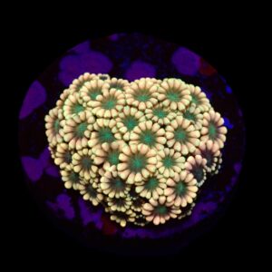 Alveopora spp. (Ultra) (frag)