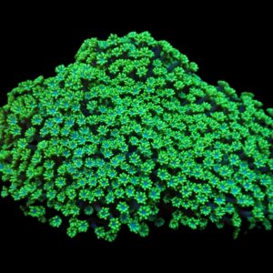 Alveopora spongiosa (Green) S