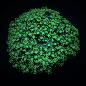 Alveopora spp. (Green) 3XL