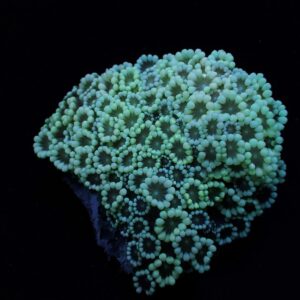 Alveopora spp. (Premium) XL