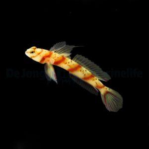 Amblyeleotris diagonalis