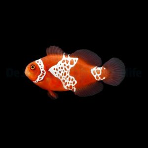 Amphiprion biaculeatus – gibbosus (Lightning) – DJM Bred