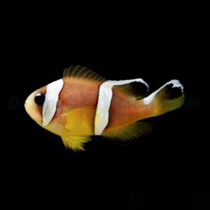 Amphiprion bicinctus (Pearl Eye) – DJM Bred