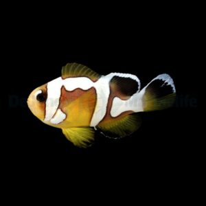 Amphiprion bicinctus (Spotcinctus Premium) - DJM Bred