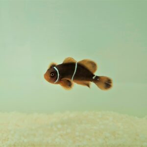 Amphiprion gibbosus - DJM Bred