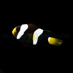 Amphiprion clarkii (Black) - DJM Bred