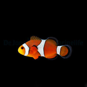 Amphiprion ocellaris - T.B. S