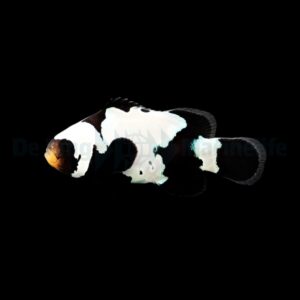 Amphiprion ocellaris (Black Premium Snowflake) – DJM Bred