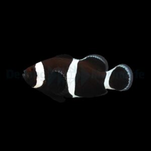 Amphiprion ocellaris (Darwin) – DJM Bred