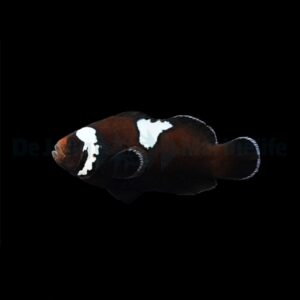 Amphiprion ocellaris (Midnight Lightning) – DJM Bred