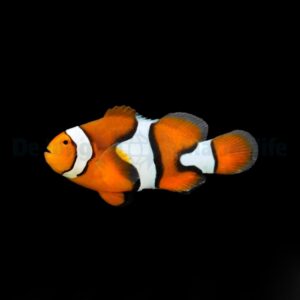 Amphiprion percula - DJM Bred