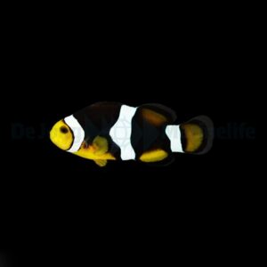 Amphiprion percula (Onyx) – DJM Bred
