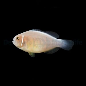 Amphiprion perideraion – DJM Bred