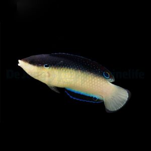 Anampses neoguinaicus L