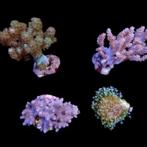 Assorted soft corals (frag)