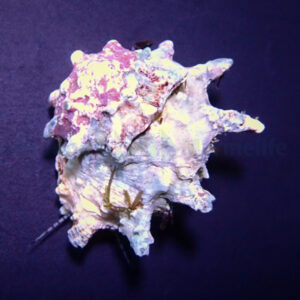 Astralium calcar