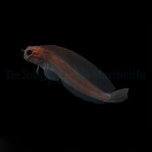 Atrosalarias fuscus