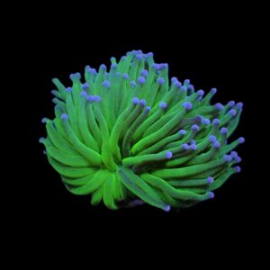 Euphyllia glabrescens (Blueberry) (1 hd.)
