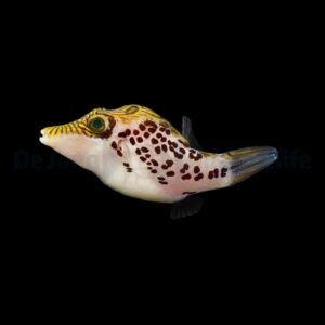 Canthigaster leoparda
