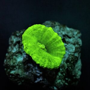 Caulastraea curvata (Green) (Ultra) (frag)