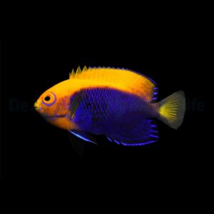 Centropyge acanthops M