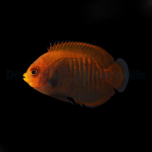 Centropyge aurantia - T.B.