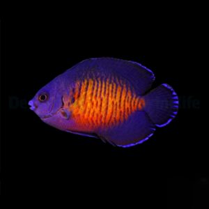 Centropyge bispinosa M
