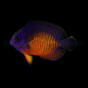 Centropyge bispinosa – T.B. M