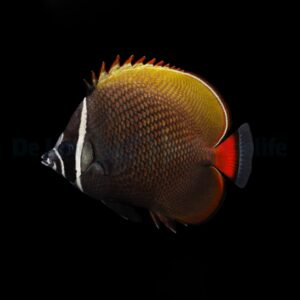 Chaetodon collare M