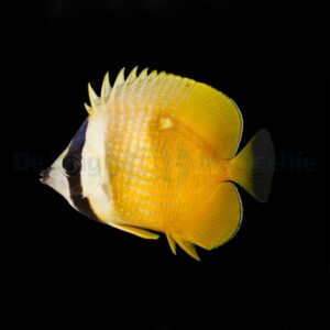 Chaetodon kleinii M