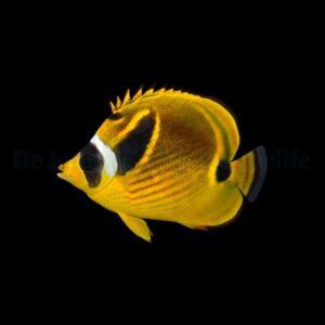 Chaetodon lunula M