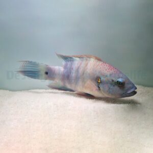 Cheilinus lunulatus M