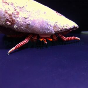 Ciliopagurus striatus