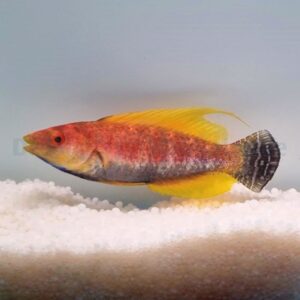 Cirrhilabrus filamentosus