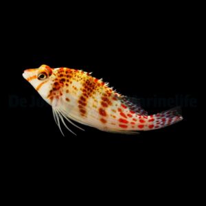 Cirrhitichthys falco