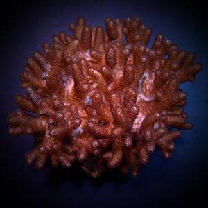 Cladiella spp. (O2 Halversoni) XL
