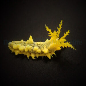 Colochirus robustus